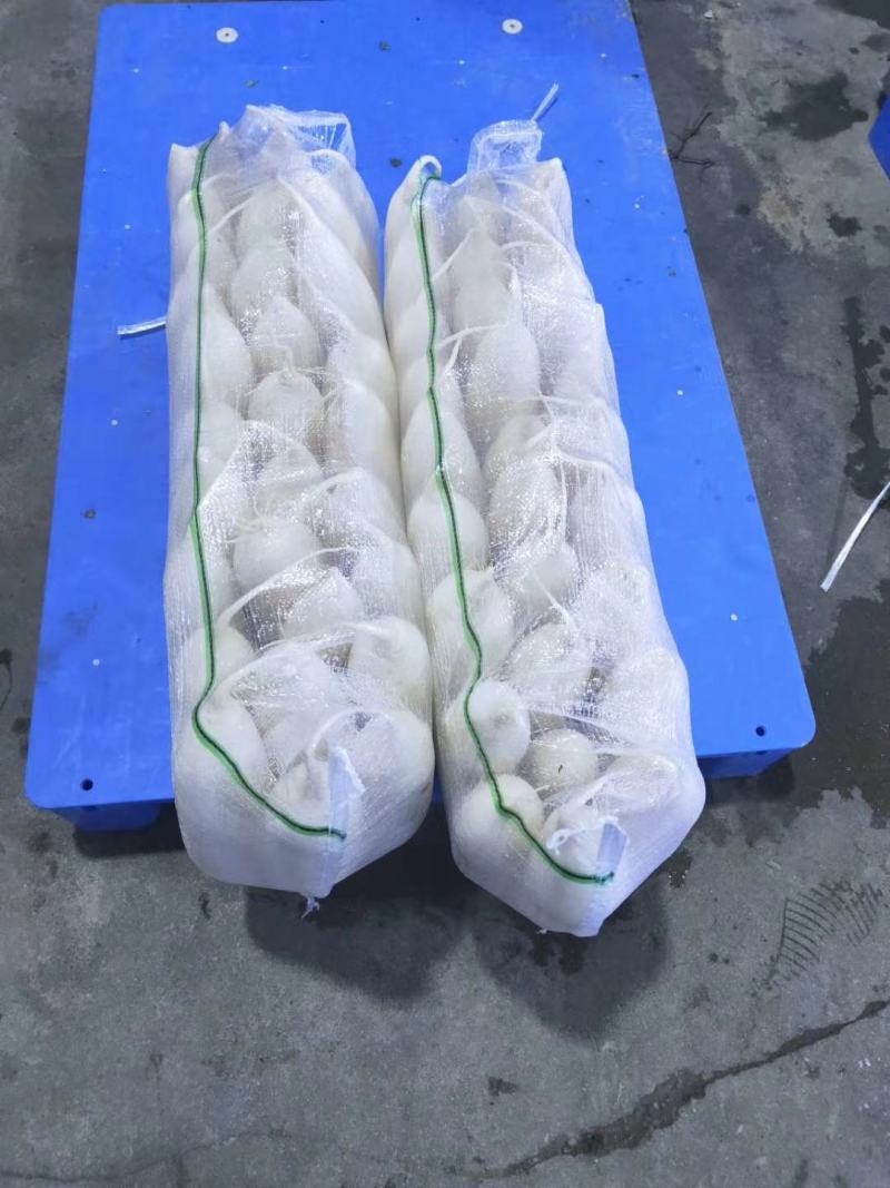 高山反季节萝卜产地直销，看货论价，保质保量，欢迎订购