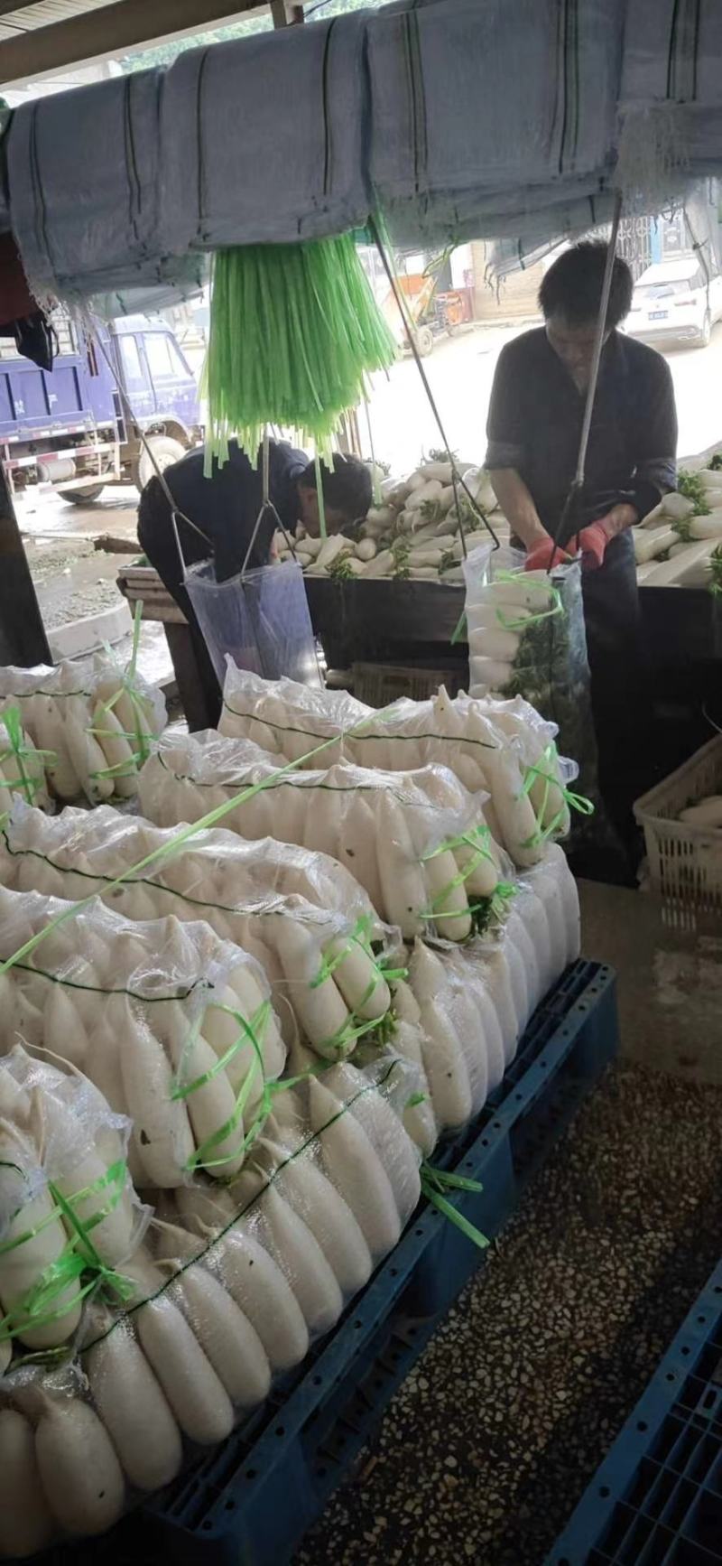 高山反季节萝卜产地直销，看货论价，保质保量，欢迎订购