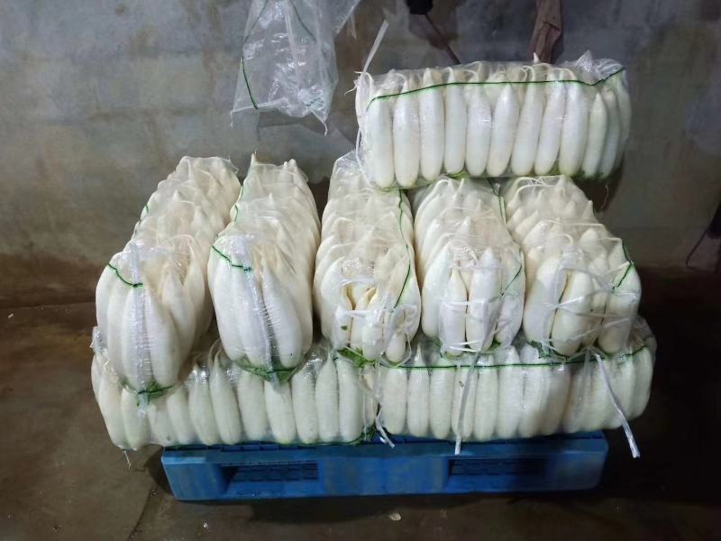 高山反季节萝卜产地直销，看货论价，保质保量，欢迎订购