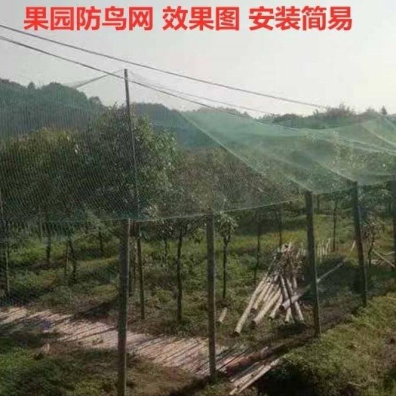 尼龙养殖养鸡网山鸡网围栏网护栏网拦鸡网菜园网防护网