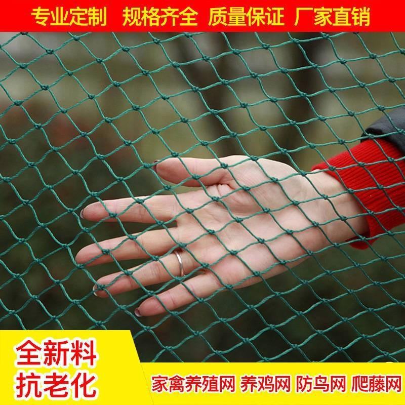 尼龙养殖养鸡网山鸡网围栏网护栏网拦鸡网菜园网防护网