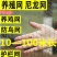 尼龙养殖养鸡网山鸡网围栏网护栏网拦鸡网菜园网防护网