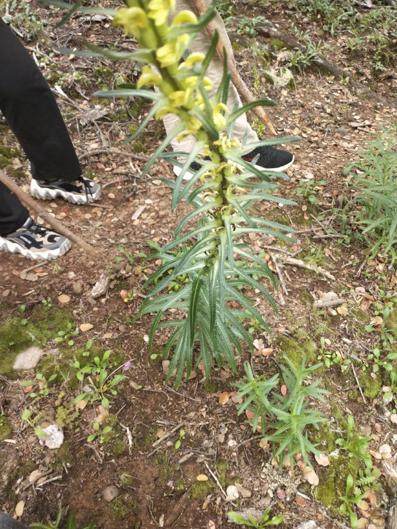 食用菌干货！！！！！！