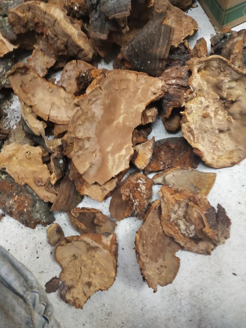 食用菌干货！！！！！！