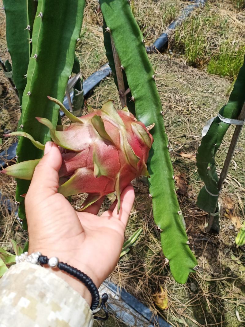 红心火龙果金都桂红龙