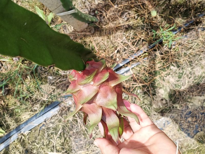 红心火龙果金都桂红龙