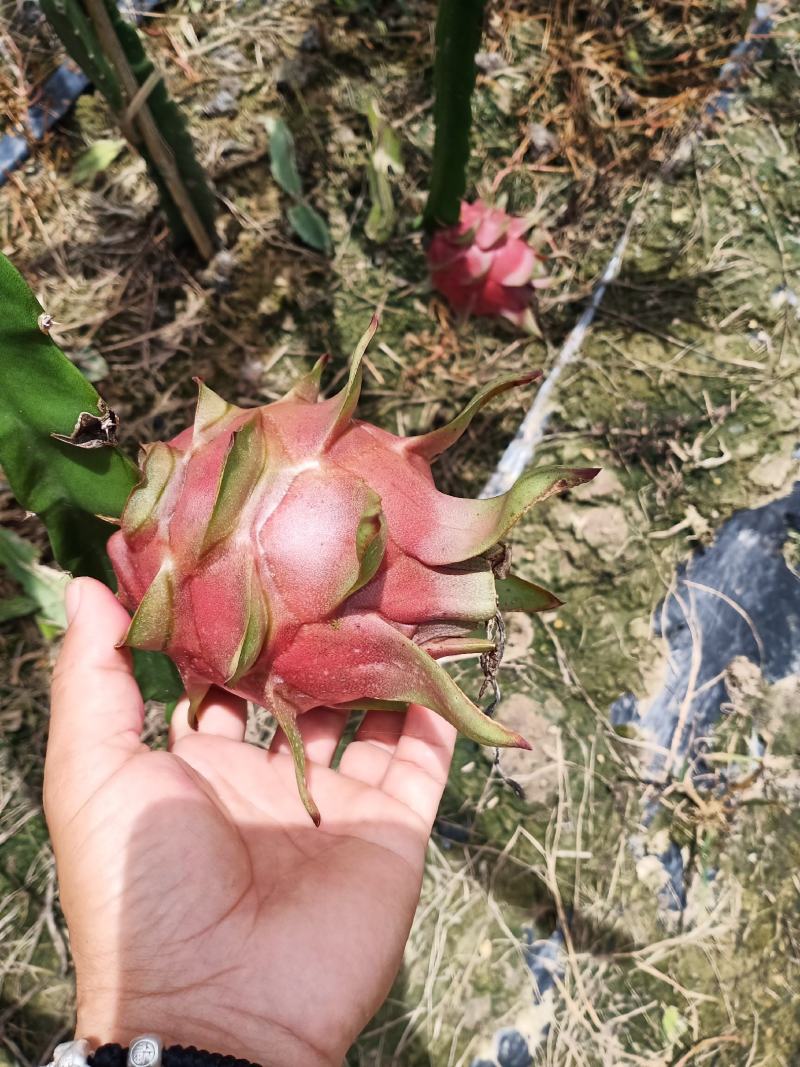 红心火龙果金都桂红龙