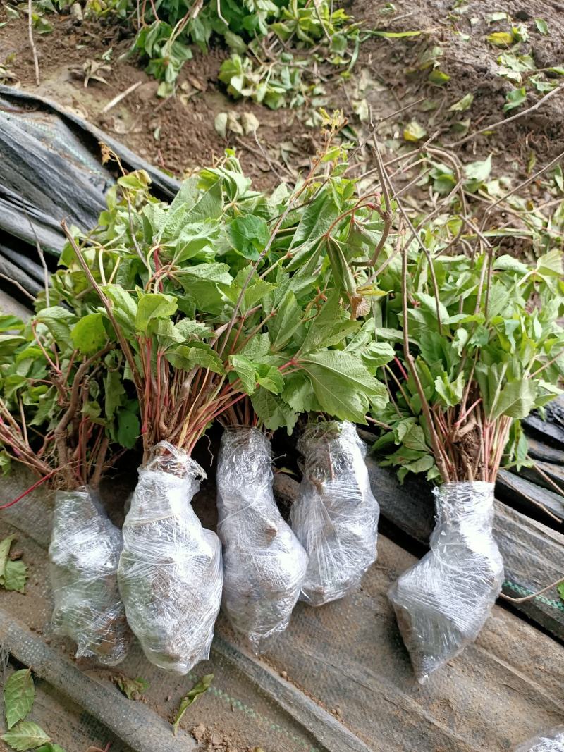 爬山虎五叶爬山虎三叶爬山虎颜色翠绿造景独特