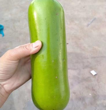 河北邯郸蔬菜 精品护瓜 掉价中。有货 来购