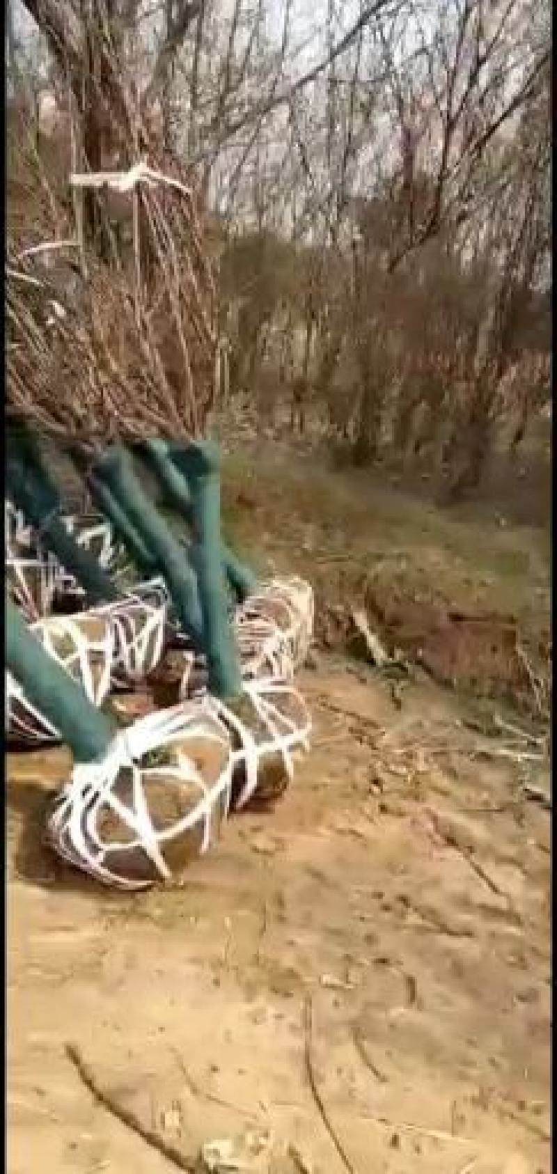原产地批发！碧桃，紫叶碧桃，青叶碧桃1～10厘米
