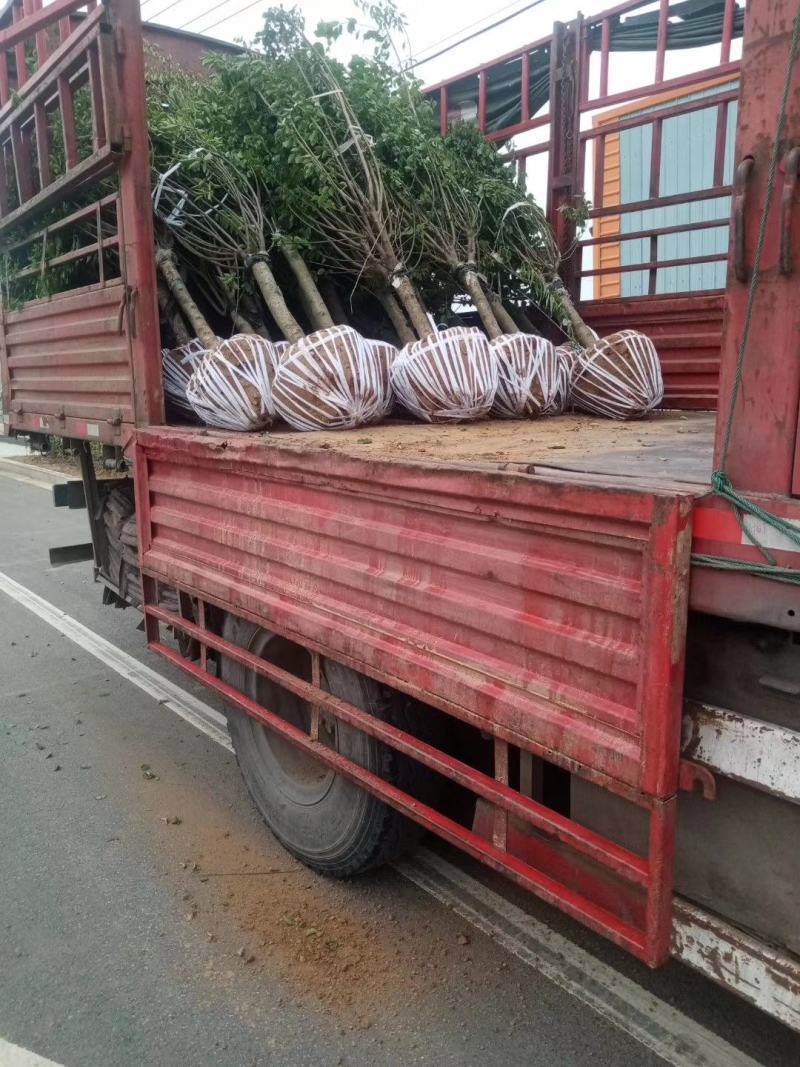 原产地批发！碧桃，紫叶碧桃，青叶碧桃1～10厘米