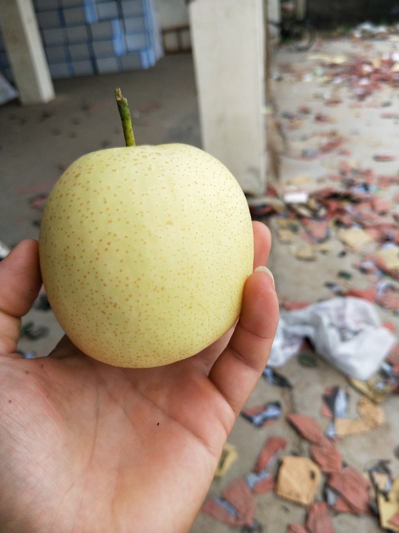 皇冠梨大量出货中，欢迎各位老板来采购！