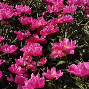 芍药苗白芍芽赤芍种苗基地供应大量收购销售芍药干品鲜品