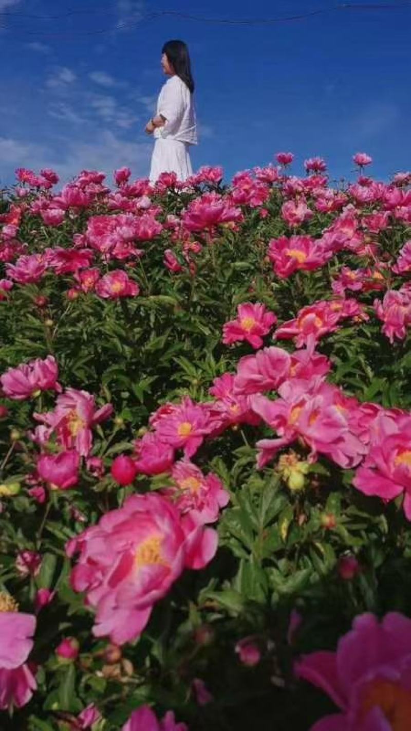 芍药苗白芍芽赤芍种苗基地供应大量收购销售芍药干品鲜品