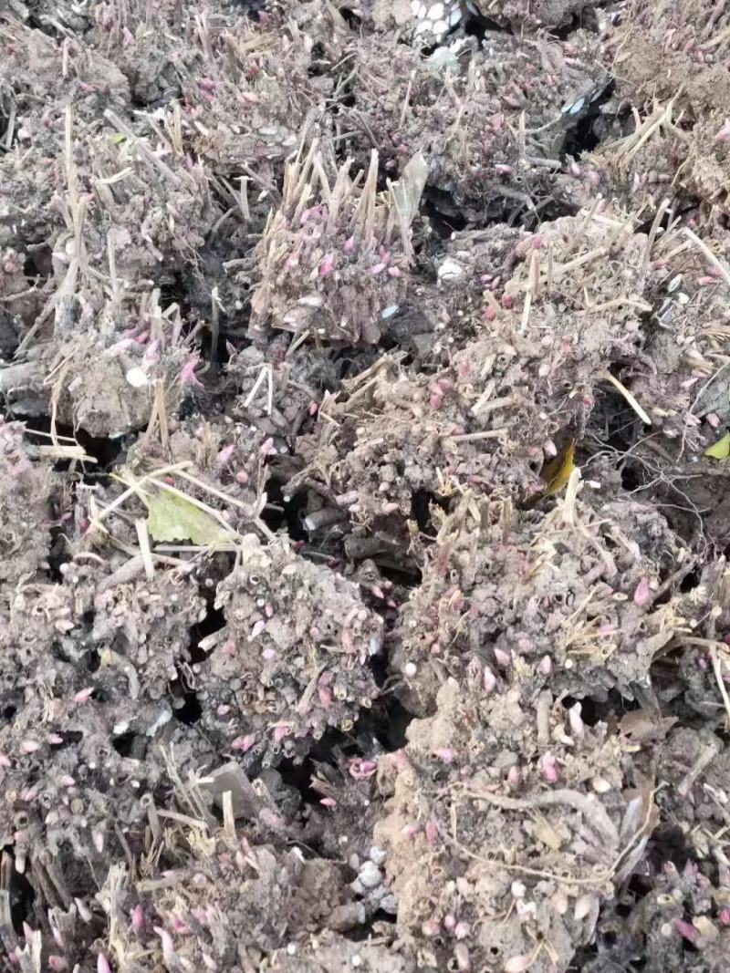 芍药苗白芍芽赤芍种苗基地供应大量收购销售芍药干品鲜品