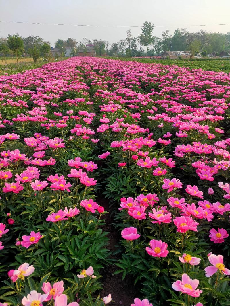 芍药苗白芍芽赤芍种苗基地供应大量收购销售芍药干品鲜品