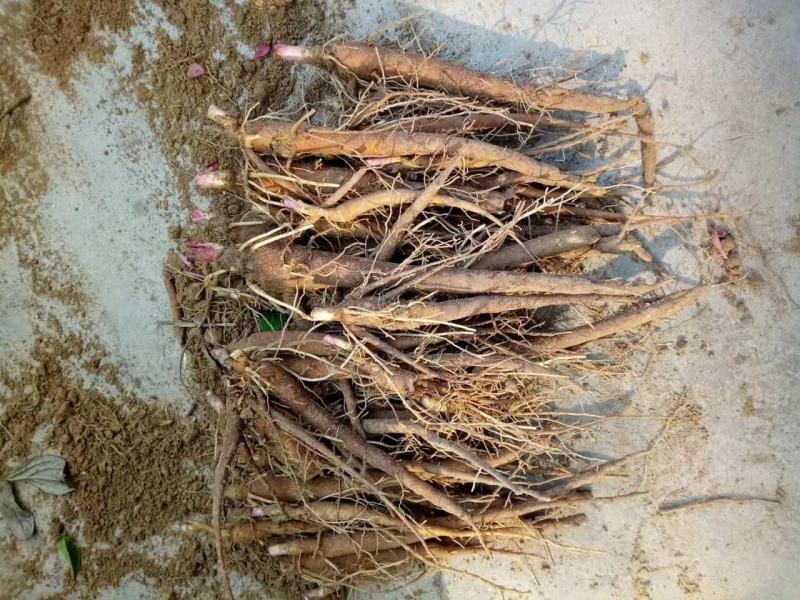 赤芍苗全部现挖鲜苗保证新鲜度发货111