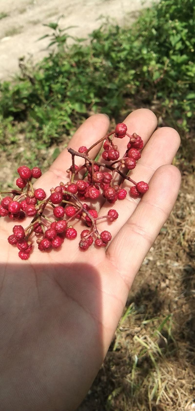 新鲜花椒，贡椒，汉源娃娃椒，产地直供，代发整车全国，