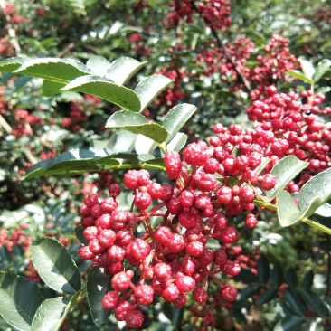新鲜花椒，贡椒，汉源娃娃椒，产地直供，代发整车全国，