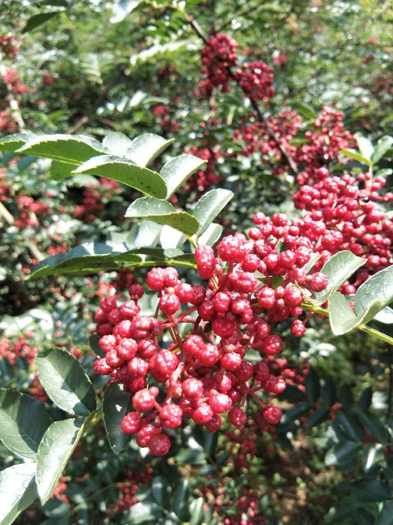 新鲜花椒，贡椒，汉源娃娃椒，产地直供，代发整车全国，