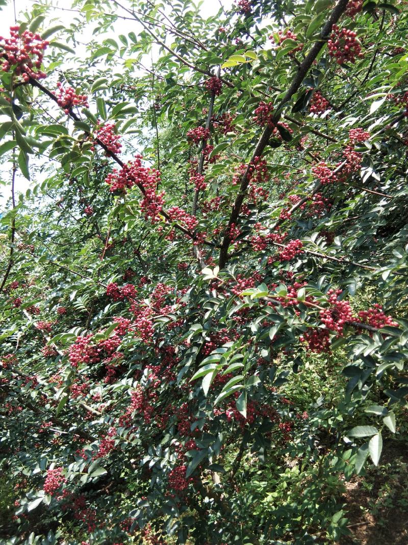 新鲜花椒，贡椒，汉源娃娃椒，产地直供，代发整车全国，