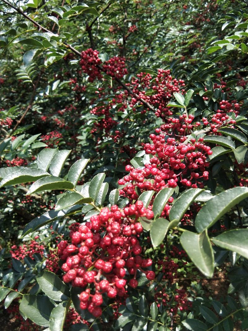 新鲜花椒，贡椒，汉源娃娃椒，产地直供，代发整车全国，