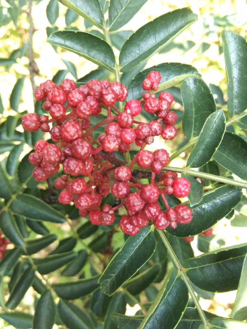 新鲜花椒，贡椒，汉源娃娃椒，产地直供，代发整车全国，