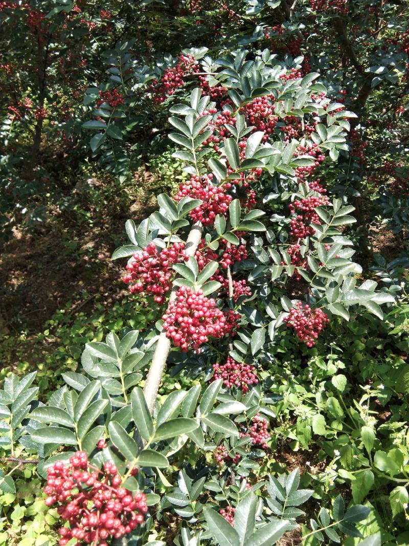 新鲜花椒，贡椒，汉源娃娃椒，产地直供，代发整车全国，