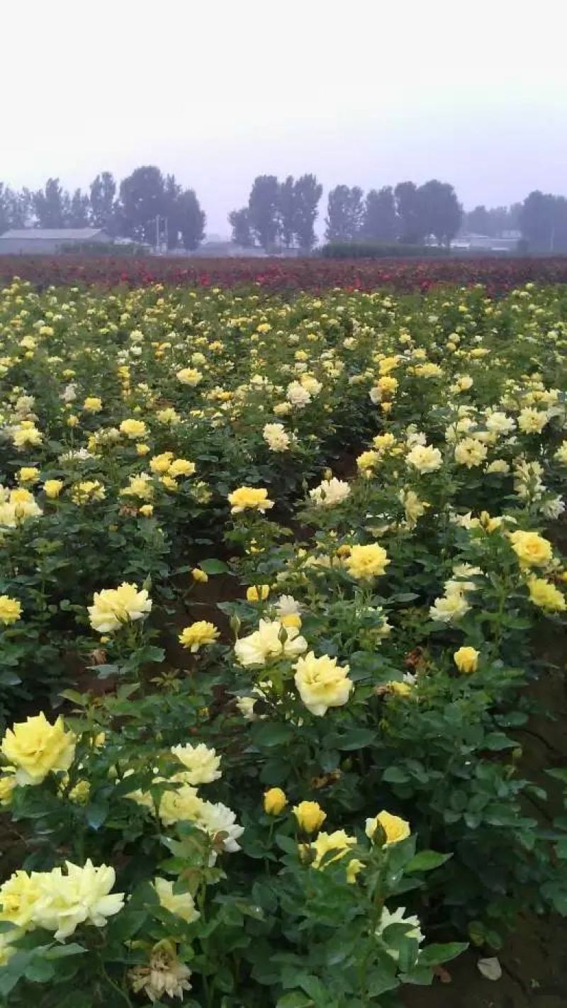 盆栽大花月季。欢迎新老客户光临选购。欢迎新老客户光临选购