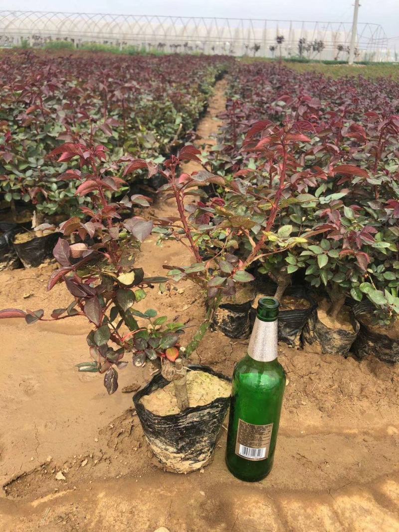 盆栽大花月季。欢迎新老客户光临选购。欢迎新老客户光临选购
