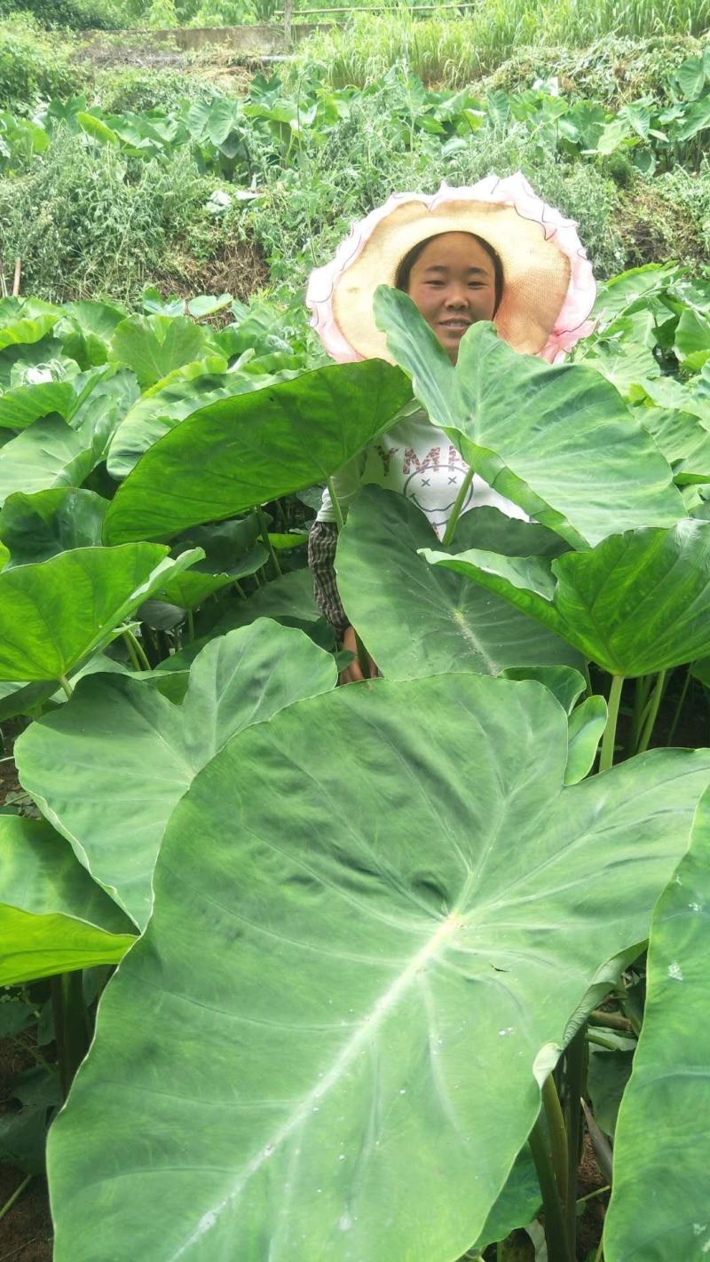 贵州农家肥种植的乌芋头欢迎有实力老板合作！