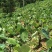贵州农家肥种植的乌芋头欢迎有实力老板合作！