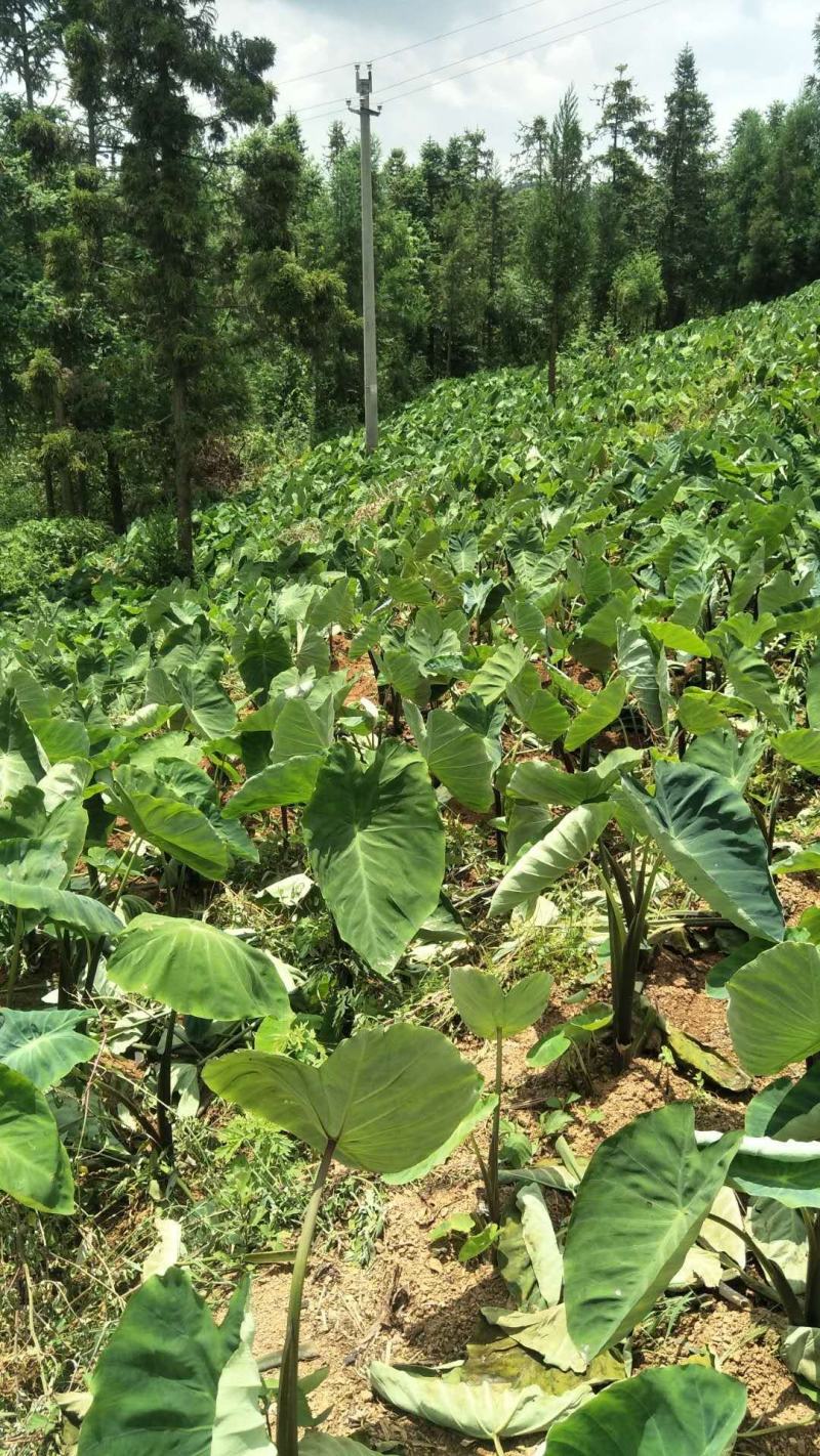 贵州农家肥种植的乌芋头欢迎有实力老板合作！