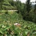 贵州农家肥种植的乌芋头欢迎有实力老板合作！