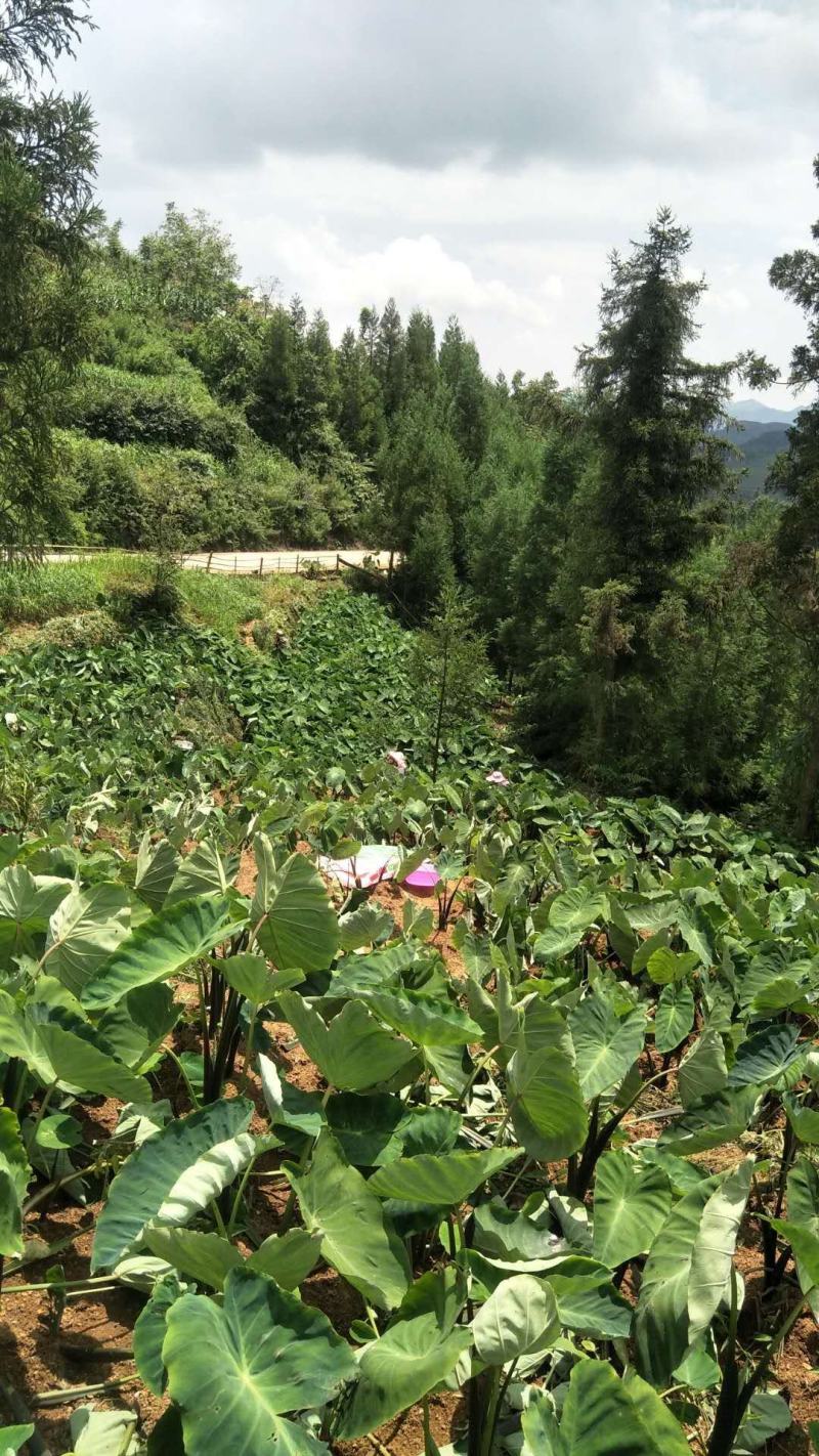 贵州农家肥种植的乌芋头欢迎有实力老板合作！