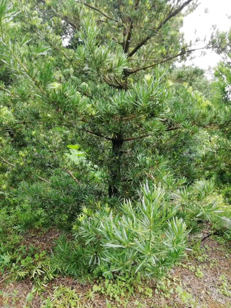 罗汉松