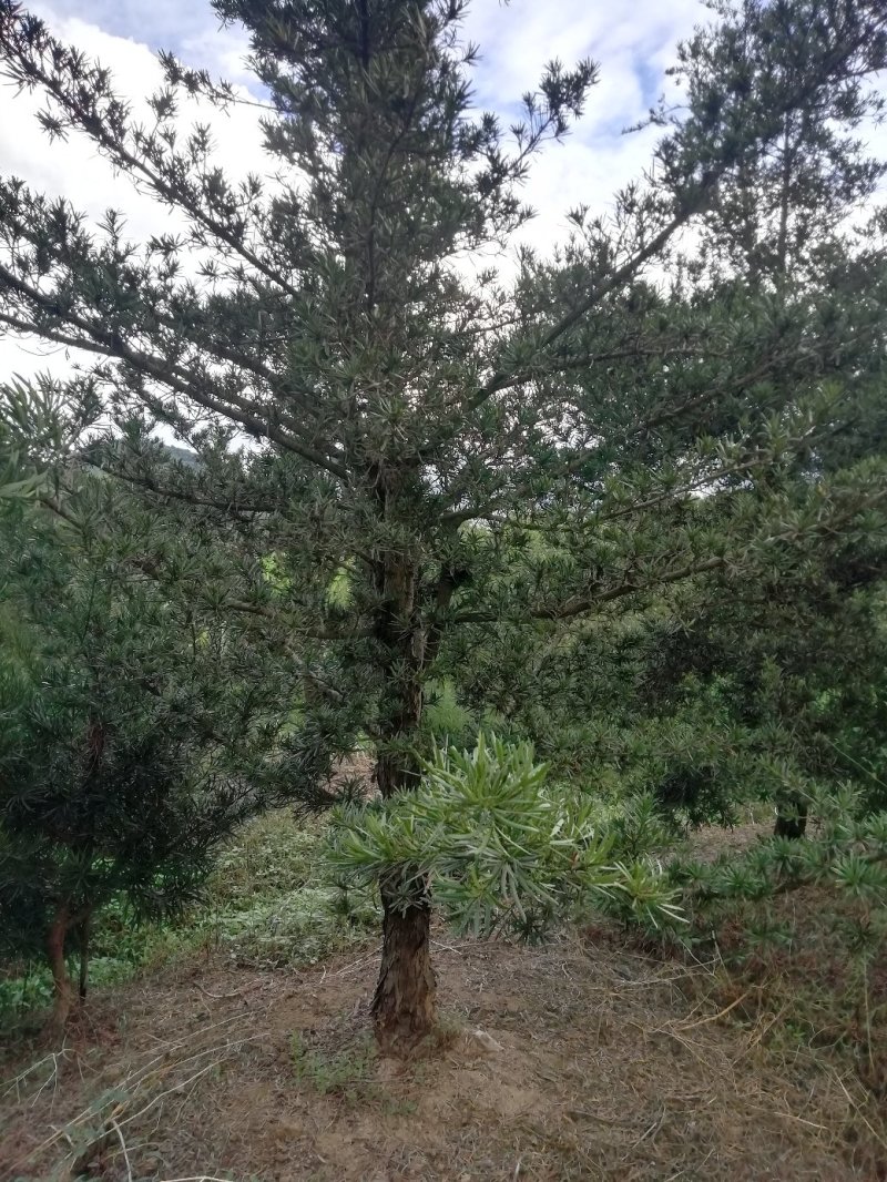 罗汉松