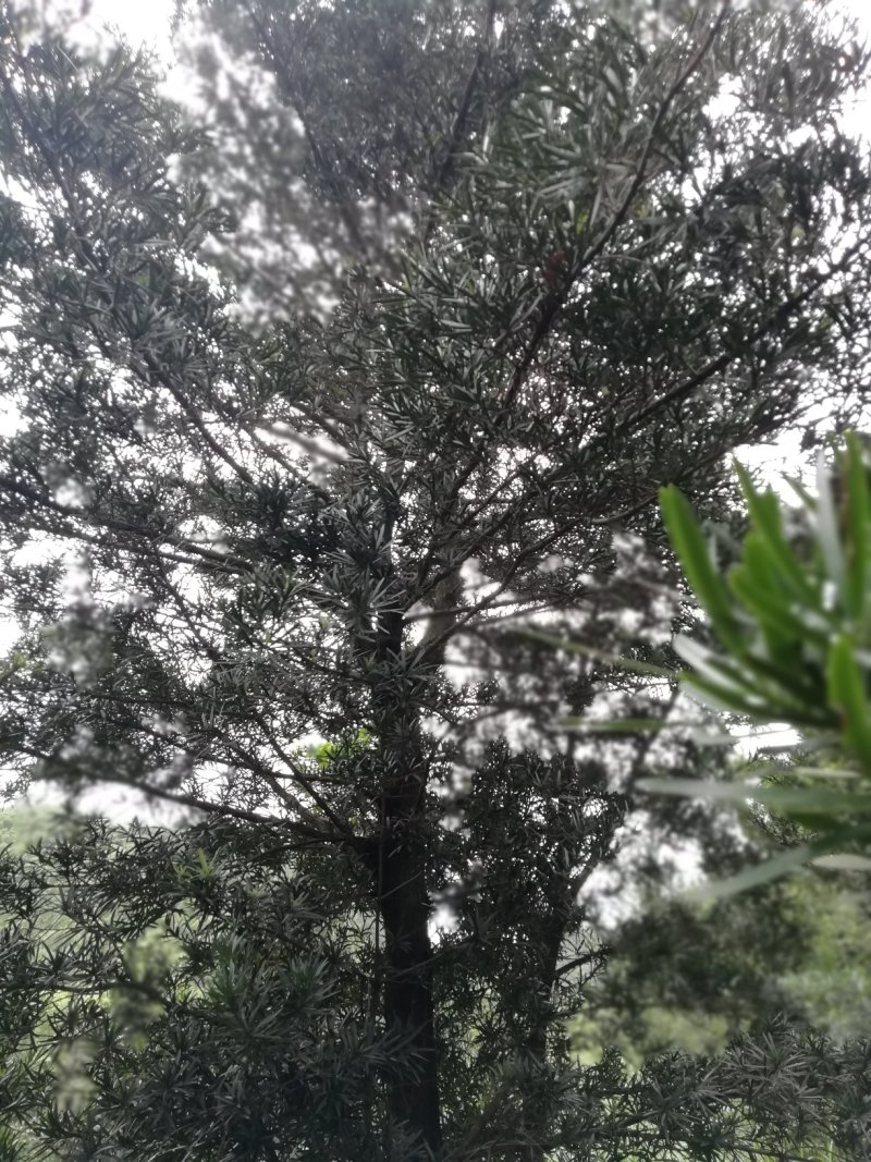 罗汉松
