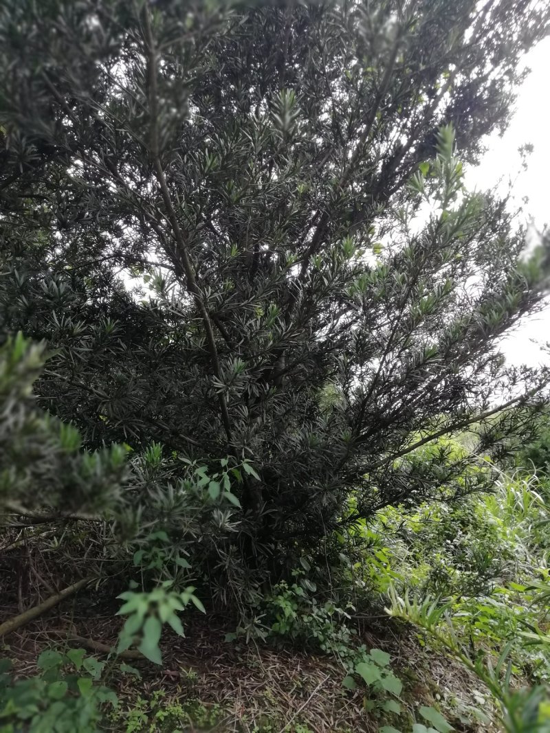 罗汉松