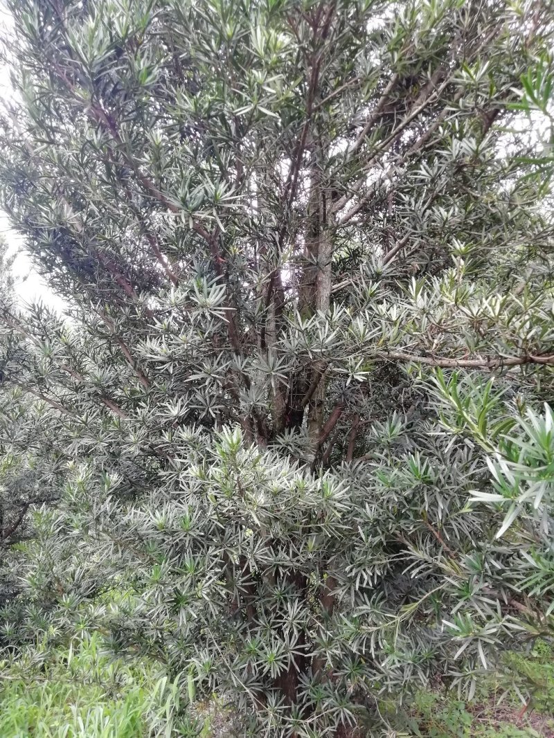 罗汉松