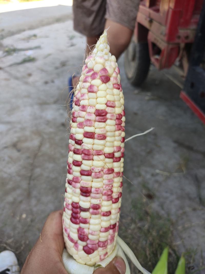 花糯玉米产地货源质量很好