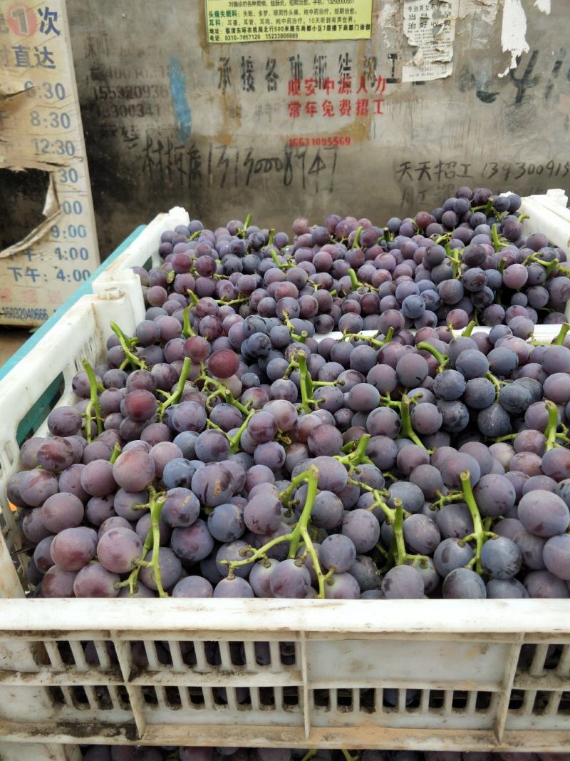 大量巨峰葡萄已经成熟。
