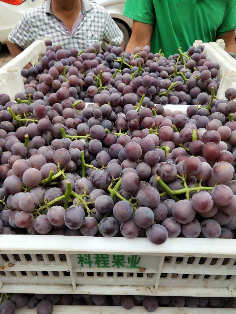大量巨峰葡萄已经成熟。