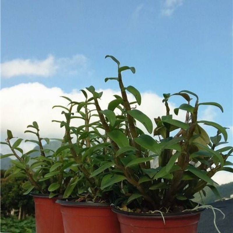 雁荡山珍品红红杆软脚铁皮石斛苗乐清枫斗种苗盆栽绿植办公室