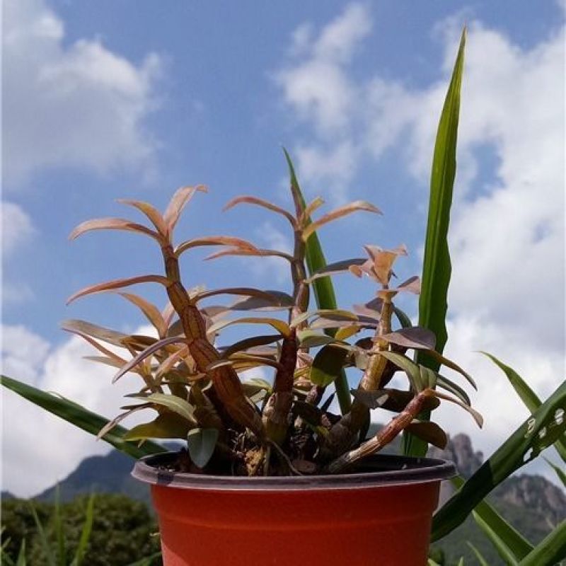 雁荡山珍品红红杆软脚铁皮石斛苗乐清枫斗种苗盆栽绿植办公室