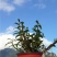 雁荡山珍品红红杆软脚铁皮石斛苗乐清枫斗种苗盆栽绿植办公室