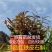 雁荡山珍品红红杆软脚铁皮石斛苗乐清枫斗种苗盆栽绿植办公室