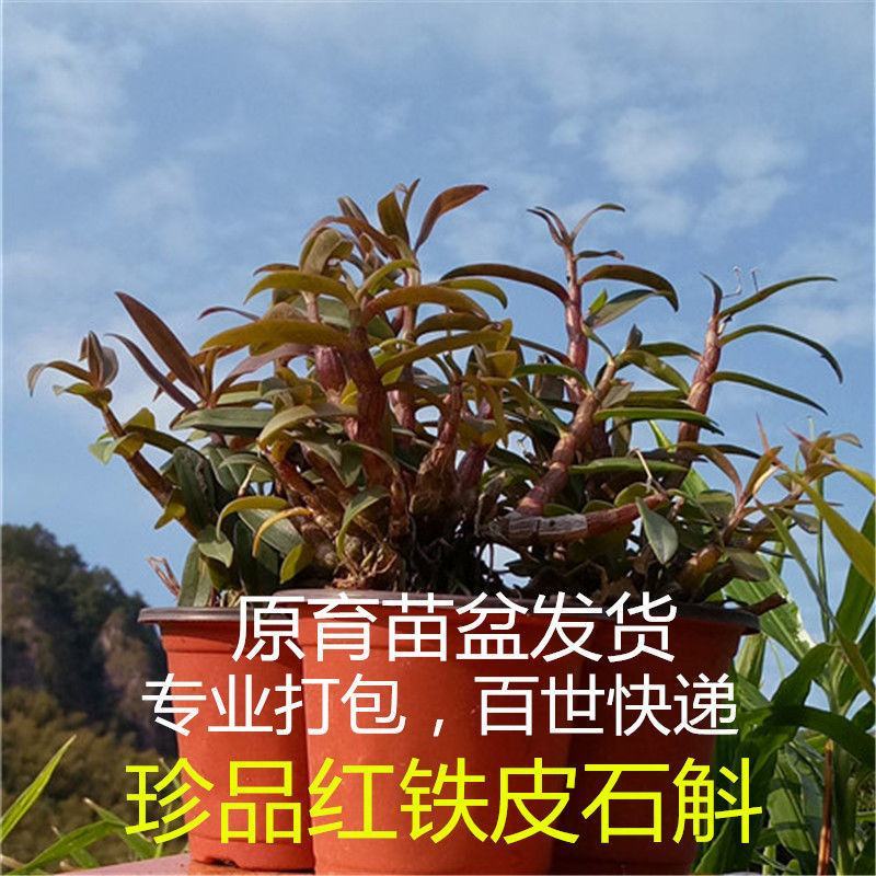 雁荡山珍品红红杆软脚铁皮石斛苗乐清枫斗种苗盆栽绿植办公室