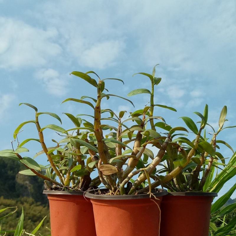 雁荡山珍品红红杆软脚铁皮石斛苗乐清枫斗种苗盆栽绿植办公室