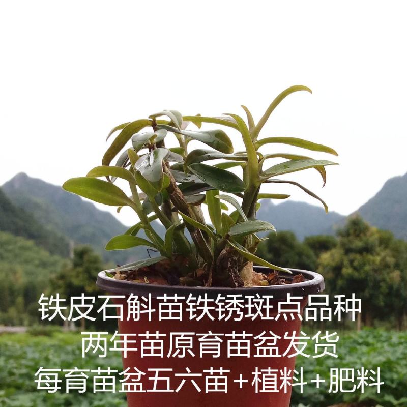 雁荡山珍品红红杆软脚铁皮石斛苗乐清枫斗种苗盆栽绿植办公室